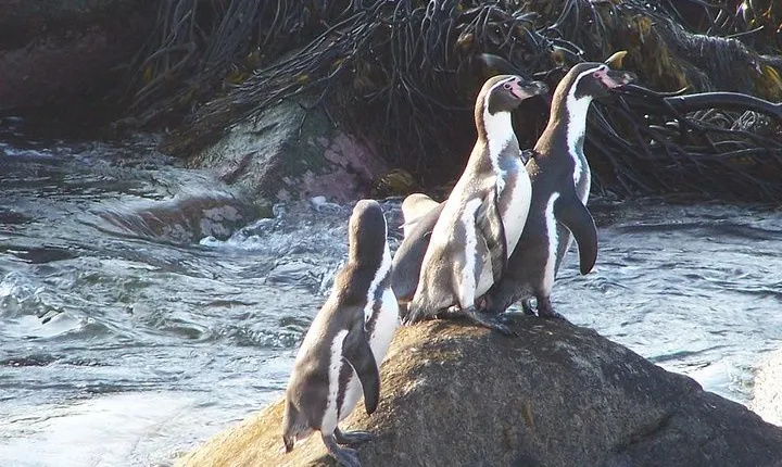 La Serena: Full day to Isla Damas & Humbolt Pinguino National Reserve