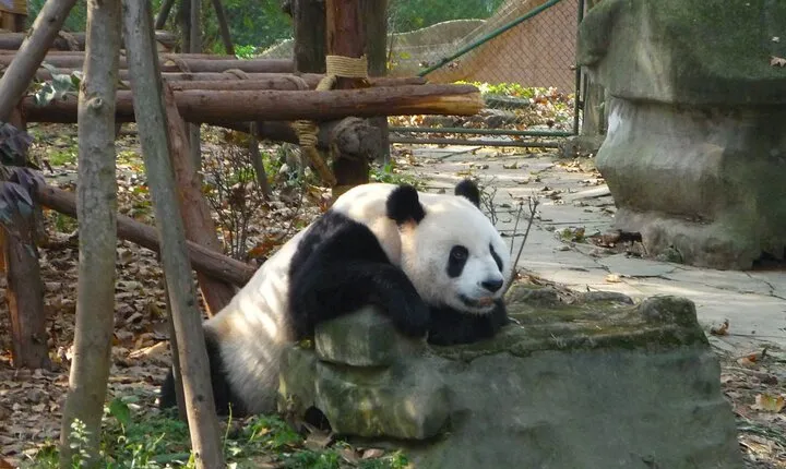 Private Day Tour to Dujiangyan Panda Base & Dam from Chengdu