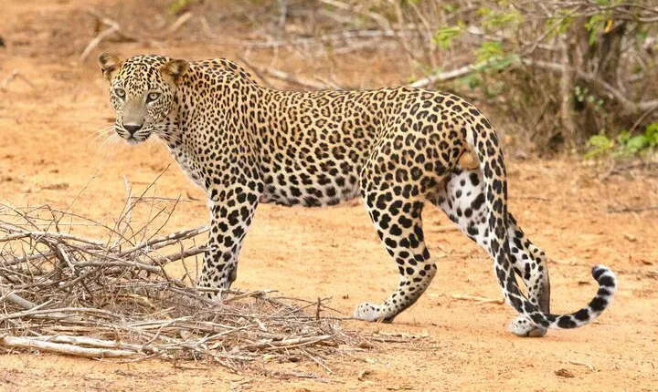 3-Days 2-nights Tanzania Midrange Group Join Safari