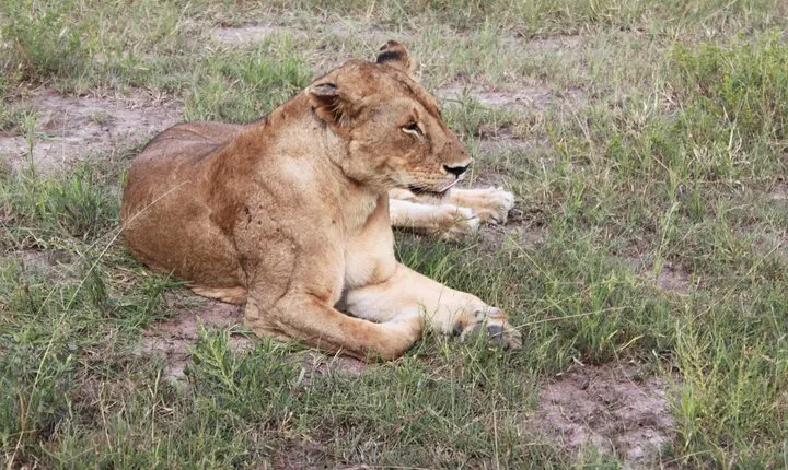 2-Days Mikumi National Park Budget Safari