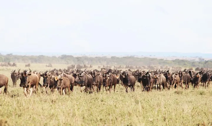 9-Day Serengeti Migration Footsteps Tanzania Safari