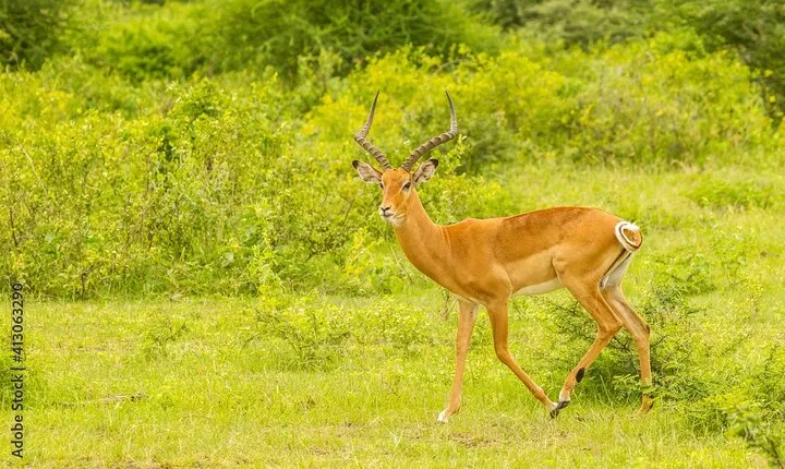 4 Days Tarangire, Serengeti & Ngorongoro Crater Midrange Lodge 