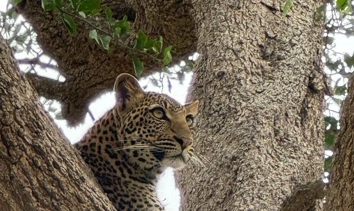 3 Days Private Guided Safari to Mikumi