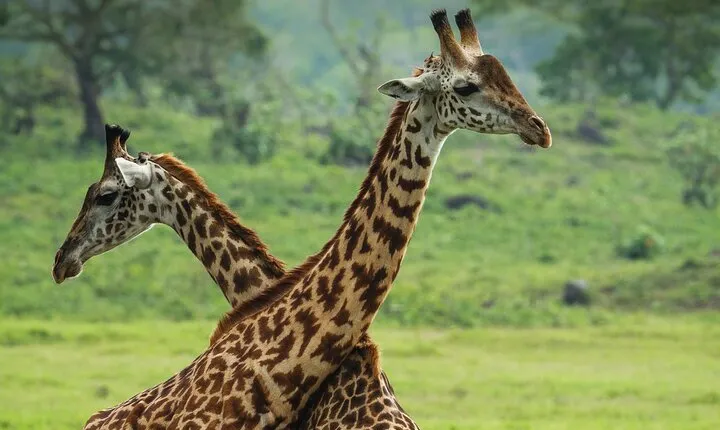  From Arusha: Safari 1 Day Trip to Arusha National Park 