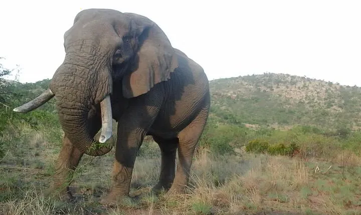 Kruger National Park 2 Days 1 Night Magical Safari from Johannesburg Private