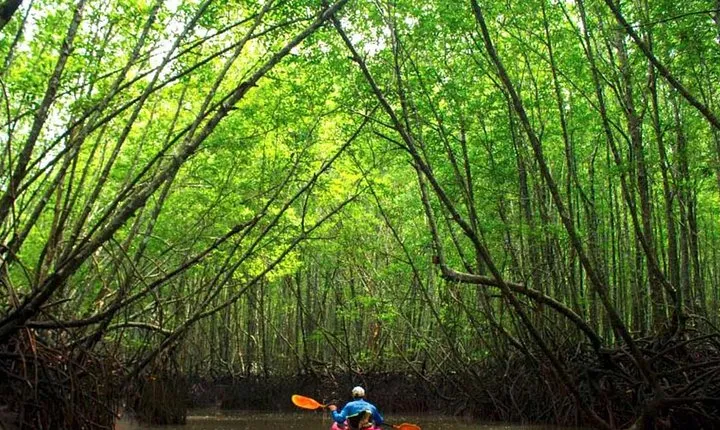 Deep Mangrove and Canyon Kayak Tour in Krabi