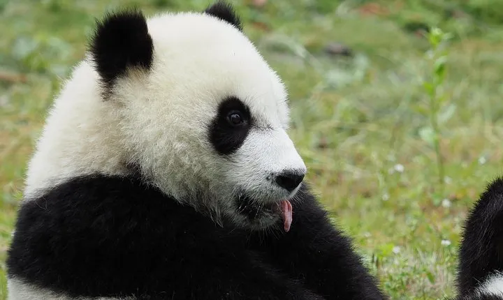 Chengdu Panda Base and City Highlights One Day Tour
