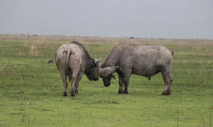 6 Days Tarangire, Serengeti, Ngorongoro & Manyara Joining Safari Tour Tanzania