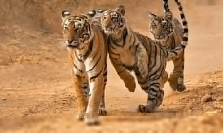 6 Days Golden Triangle Tour with Ranthambore from Delhi