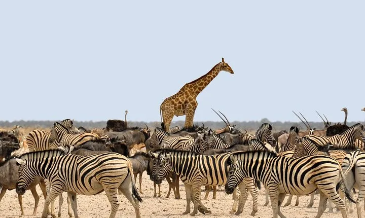 Etosha Express Safari 3 Days / 2 Nights