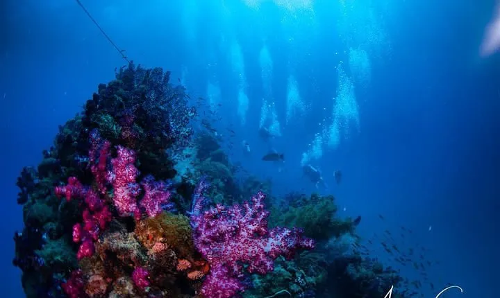 Scuba Dive the S.S. Yongala Wreck on the Great Barrier Reef.