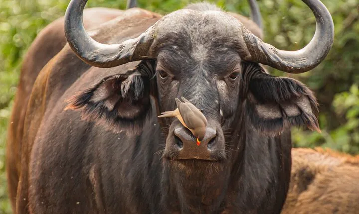 Affordable 2 Days Tanzania Mid-range Group Joining Safari