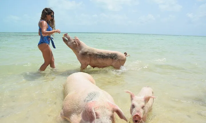 Swimming with Pigs in Nassau, Transportation Included
