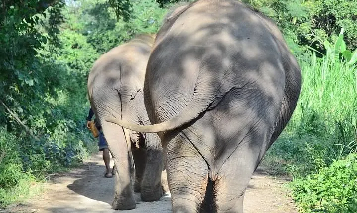 Experience Elephant Sanctuary + Sticky Waterfall