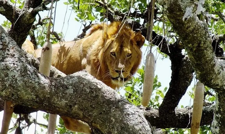  8 Days / 7 Nights Join group safari