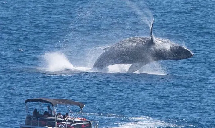 Whale Watching in Cabo San Lucas on board our Luxury Trimaran! 