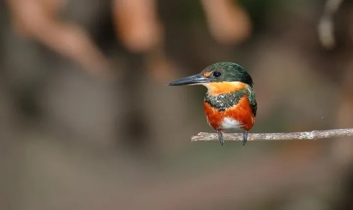 Birding at El Rey. (Marshes,rice fields,canals) Private Birding Tour