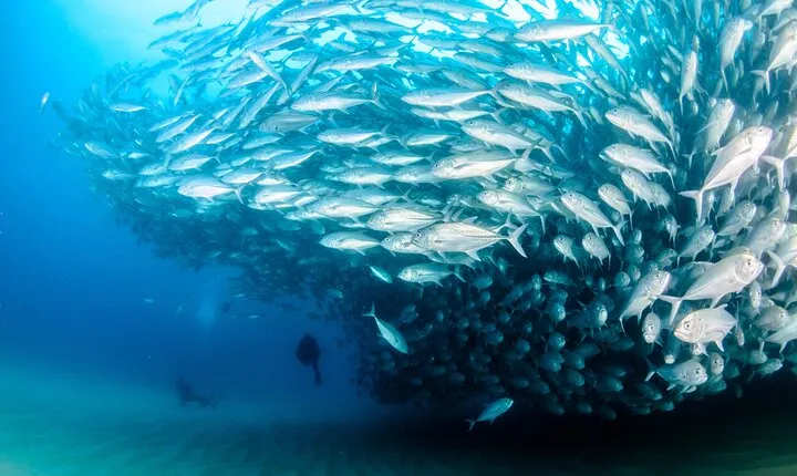 Cabo Pulmo 2 Tank Certified Dive with Lunch
