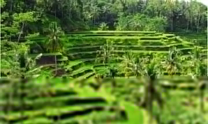 Discover Ubud: 2 Days Ubud Private Tour