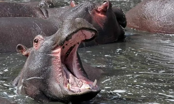 Private Lake Naivasha Day Trip