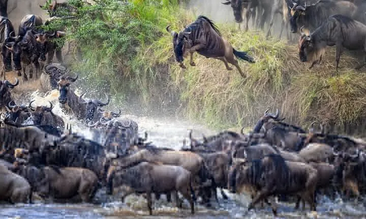7 days Magical Northern Tanzania with Roy Safaris