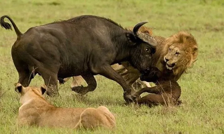 Tanzania Special Wildeebests migration Safaris -9days/8nights