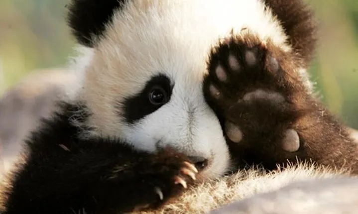 Half Day Chengdu Private Panda Tour
