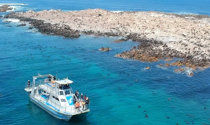 Marine Big 5 Safari with transport from Hermanus