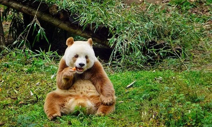 Private Day Tour: Xi'an Panda(QI ZAI)and City Highlights