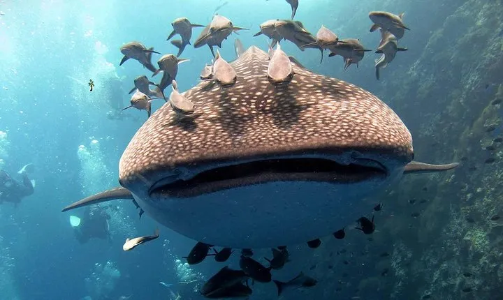 Koh Samui 2-Dive Trip to Sail Rock for certified divers