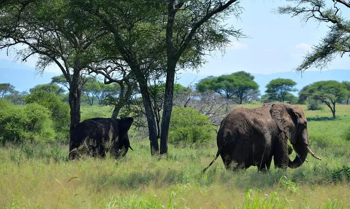 Tarangire National Park And Ngorongoro Crater Overnight Trip