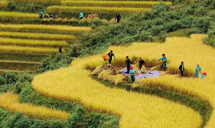Trekking through Hoang Su Phi rice fields 4 days 3 nights