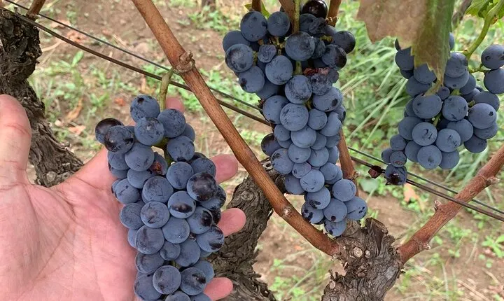 Private Wine Tasting Tour, Taormina and Messina from Messina