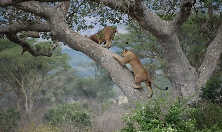 6 Days Budget Mid Range Safari Tour Tanzania