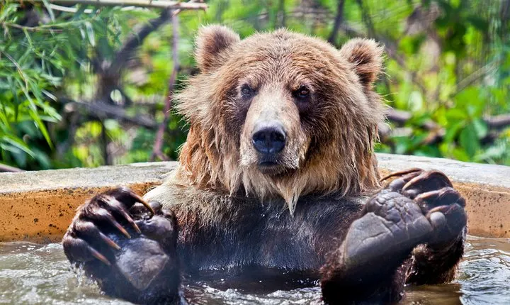 Skip the Line: Kamloops BC Wildlife Park Admission Ticket