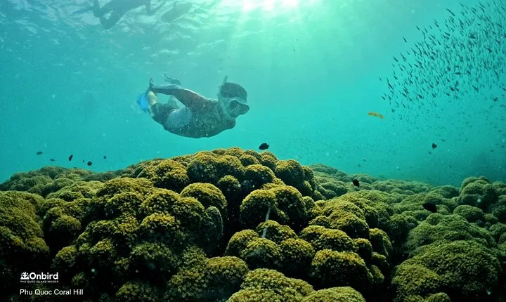 PRO-SNORKELING to Explore Hidden Coral Reefs (MAX 12 PAX)