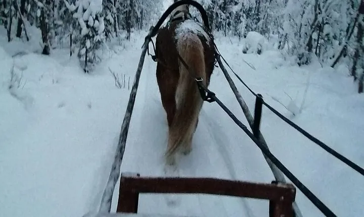 Private Sleigh Ride with Finnhorse