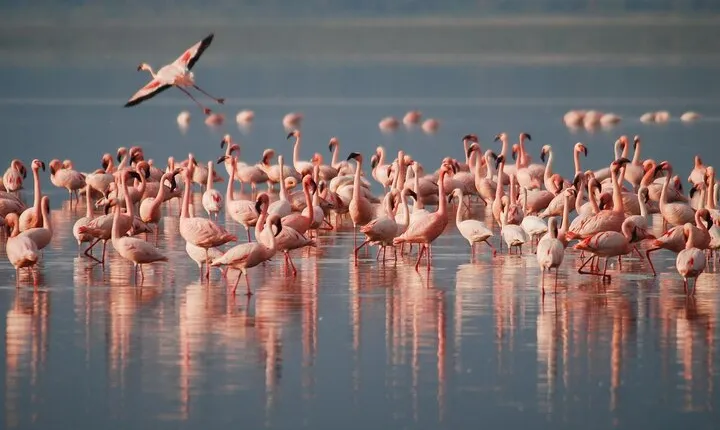 5 Days Northern Tanzania Safari- Lodging