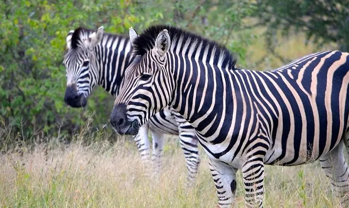 2 Day Wildlife Safari and Sunset Boat Cruise in Akagera Park