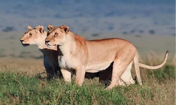 Ngorongoro Day Trip Joining group tour from Arusha