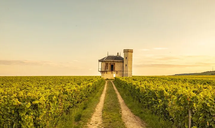 Private wine tour in Côte de Nuits and Côte de Beaune