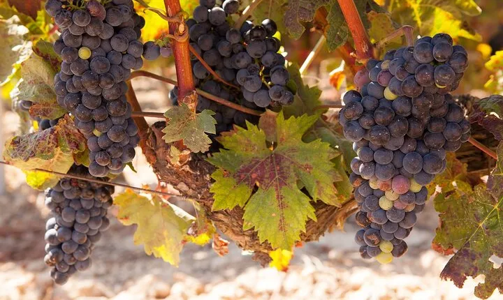 Half-Day North Georgia Wine Country Tour From Atlanta