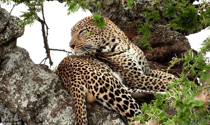 10 Days Kenya and Tanzania Budget Safari Tour