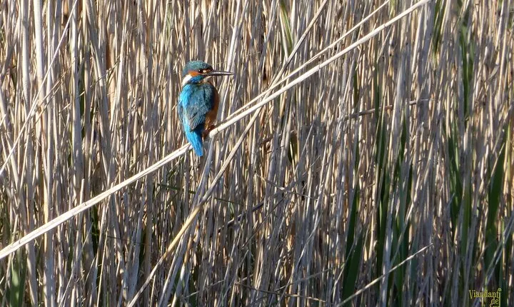 Birdwatching Boccadoro: the wildlife of the wetland