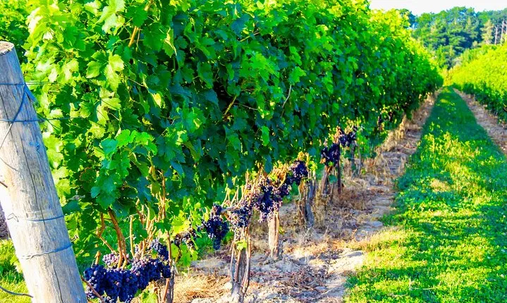 Half-Day Private Niagara-On-The-Lake Wine Tour from St.Catharines