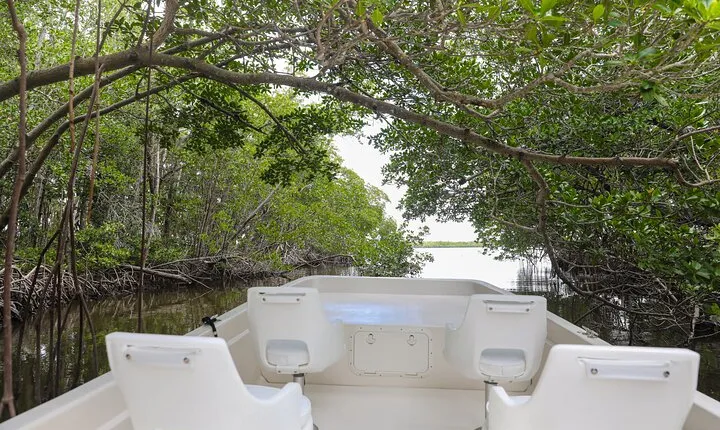 Everglades Mangrove Wilderness Boat Tour