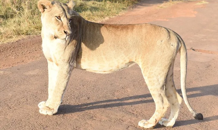 4 Days, 3 Nights Masai Mara National Reserve Safari on 4 x 4 Jeep