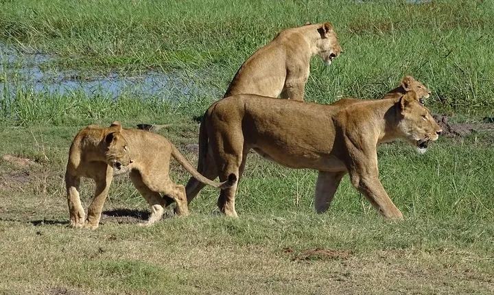 Chobe Safari Experience Day Trip - MINIMUM 2 PEOPLE