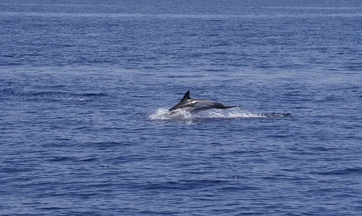 Whale & Dolphin Observation on Electric Sailing Boat in Denia