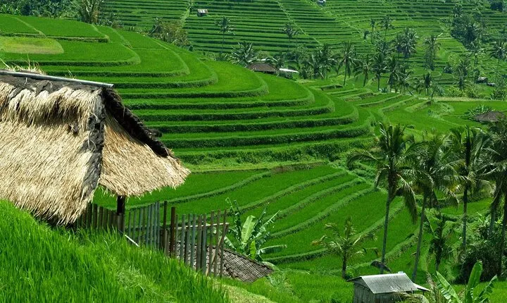 Bali: Bedugul Lake Temple, Banyumala Waterfall, UNESCO Rice Field